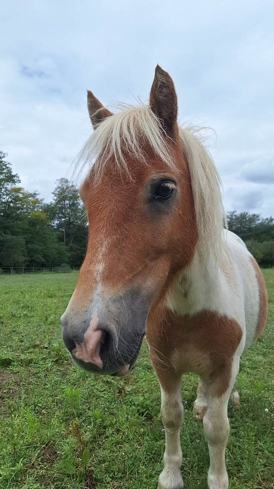 Kalipso, poney shetland